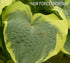 Hosta 'American Halo' - New Forest Hostas & Hemerocallis