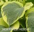 Hosta 'American Halo' - New Forest Hostas & Hemerocallis