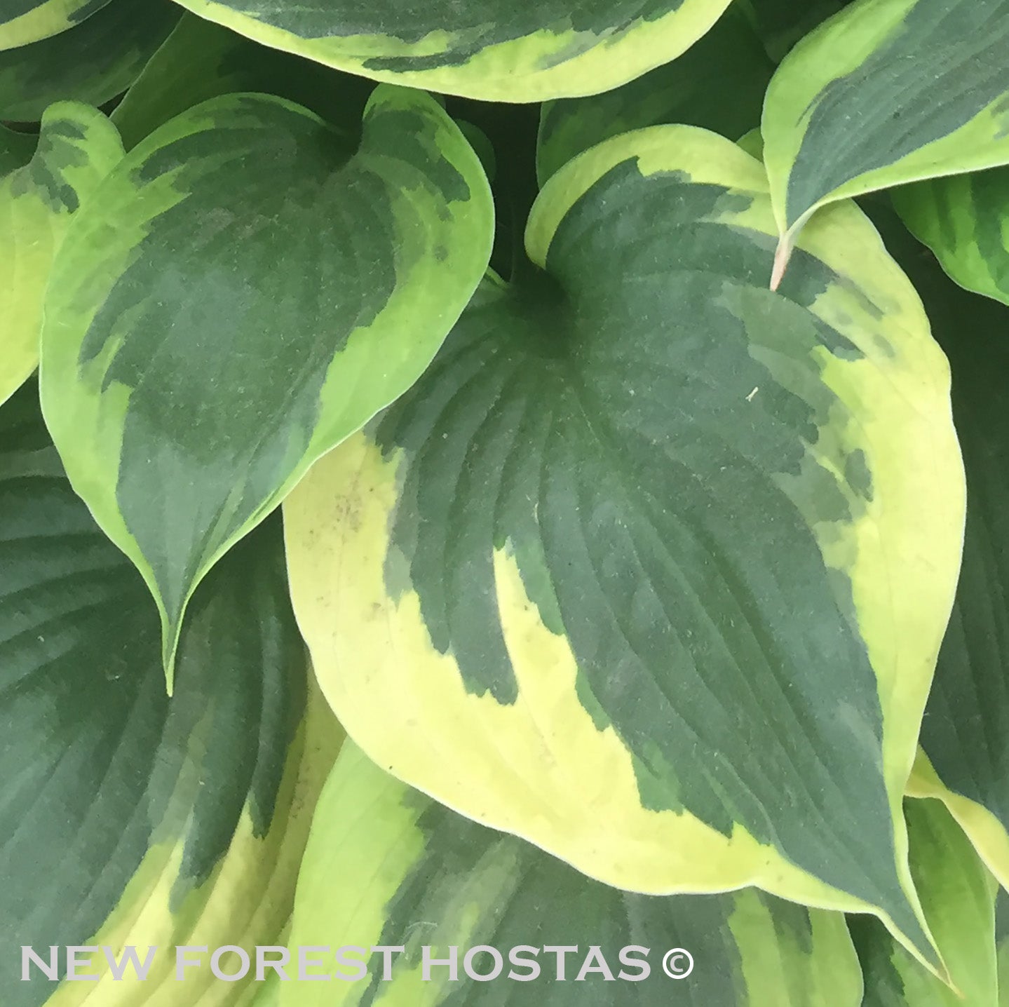 Hosta 'Anne' - New Forest Hostas & Hemerocallis