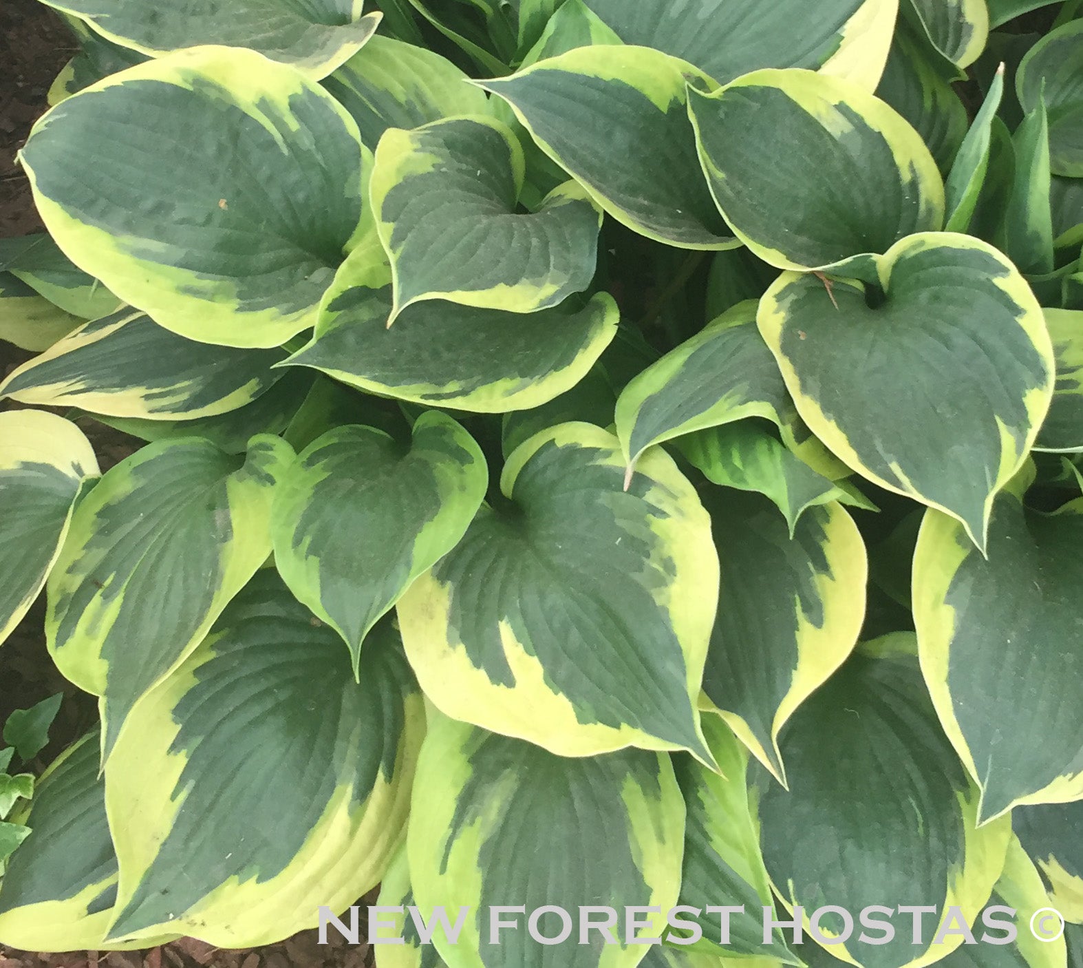 Hosta 'Anne' - New Forest Hostas & Hemerocallis