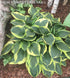 Hosta 'Anne' - New Forest Hostas & Hemerocallis