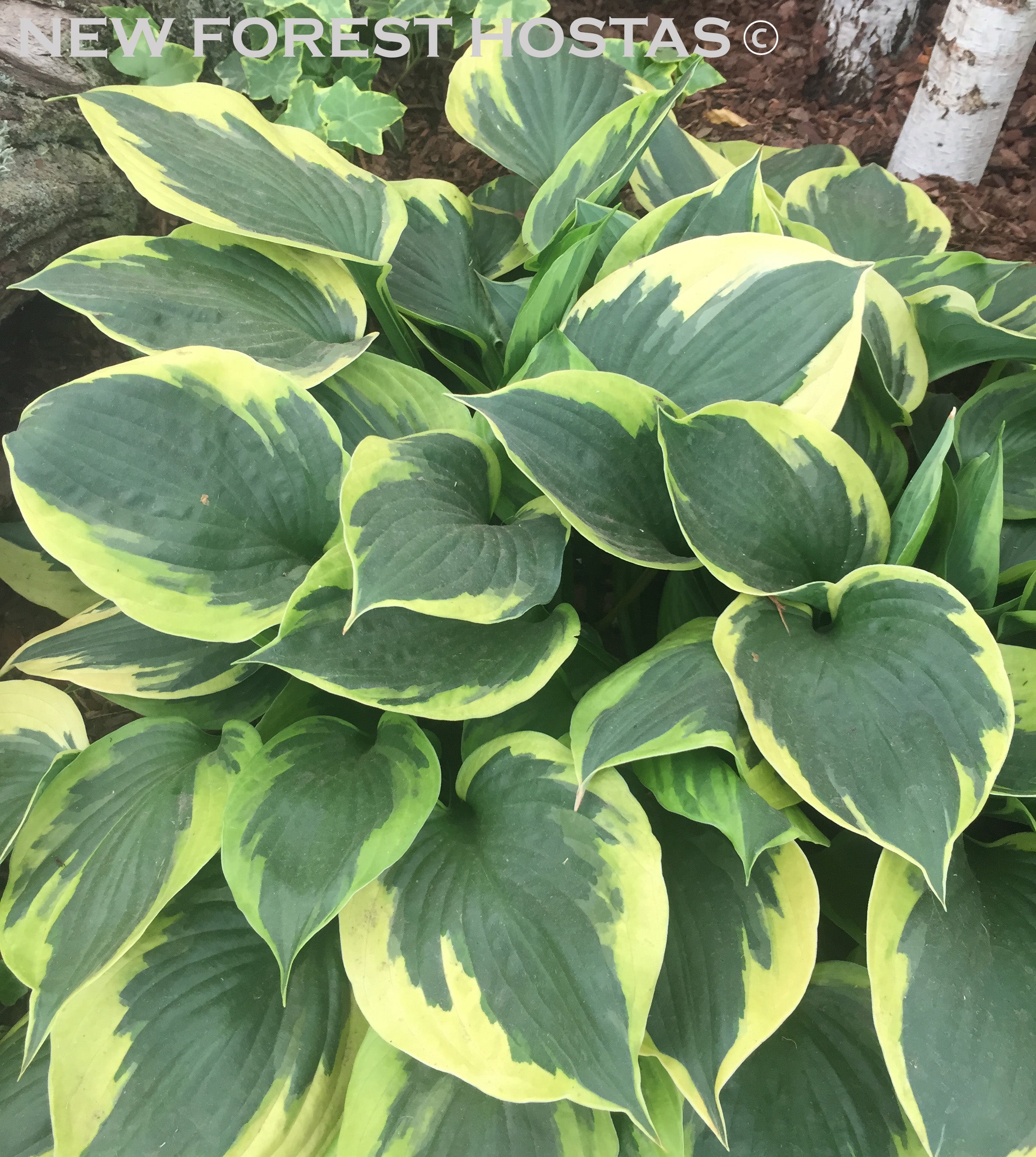 Hosta 'Anne' - New Forest Hostas & Hemerocallis