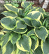 Hosta 'Anne' - New Forest Hostas & Hemerocallis