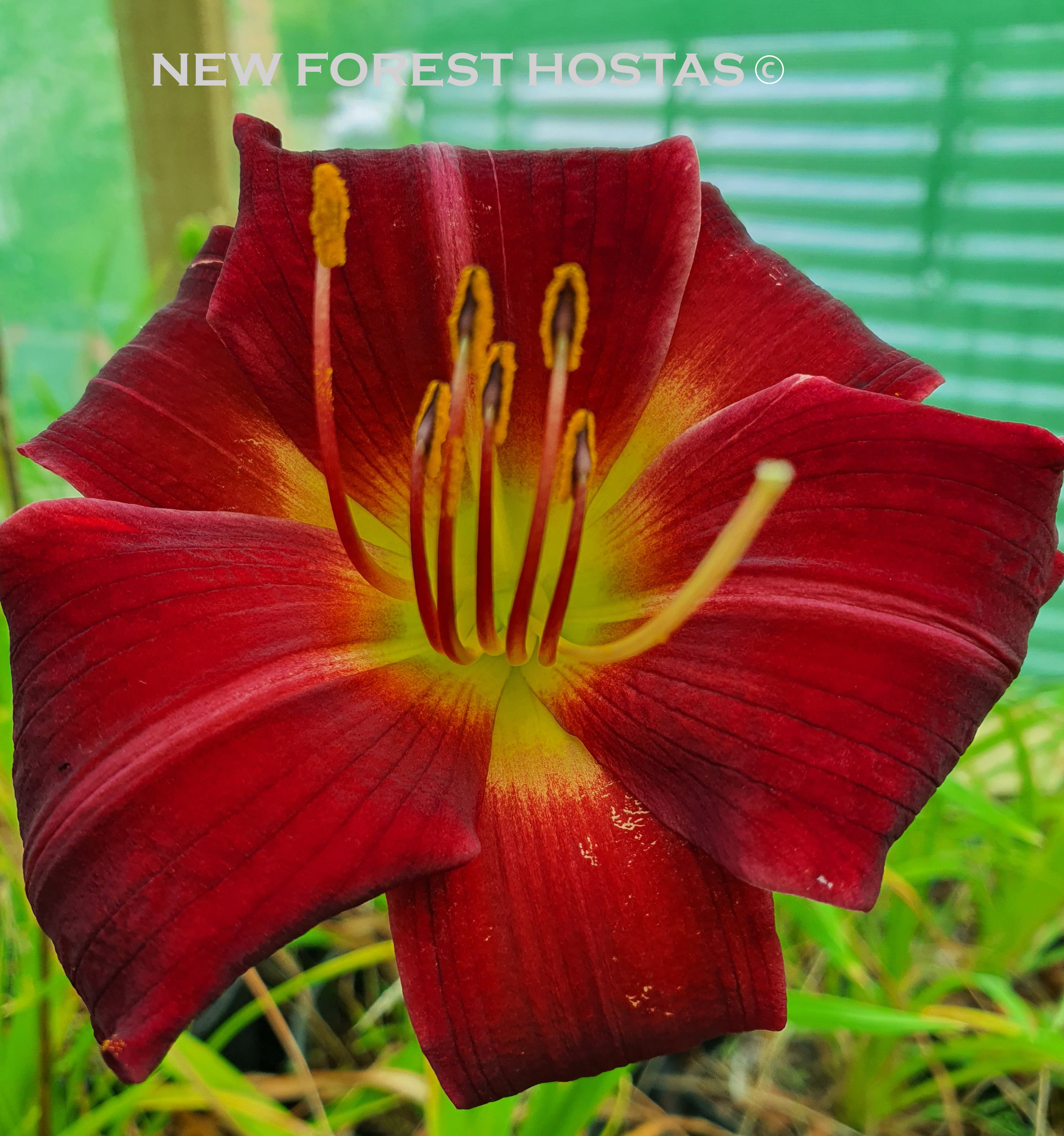 Hemerocallis 'Apple Court Ruby' - New Forest Hostas & Hemerocallis