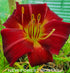 Hemerocallis 'Apple Court Ruby' - New Forest Hostas & Hemerocallis