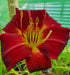 Hemerocallis 'Apple Court Ruby' - New Forest Hostas & Hemerocallis