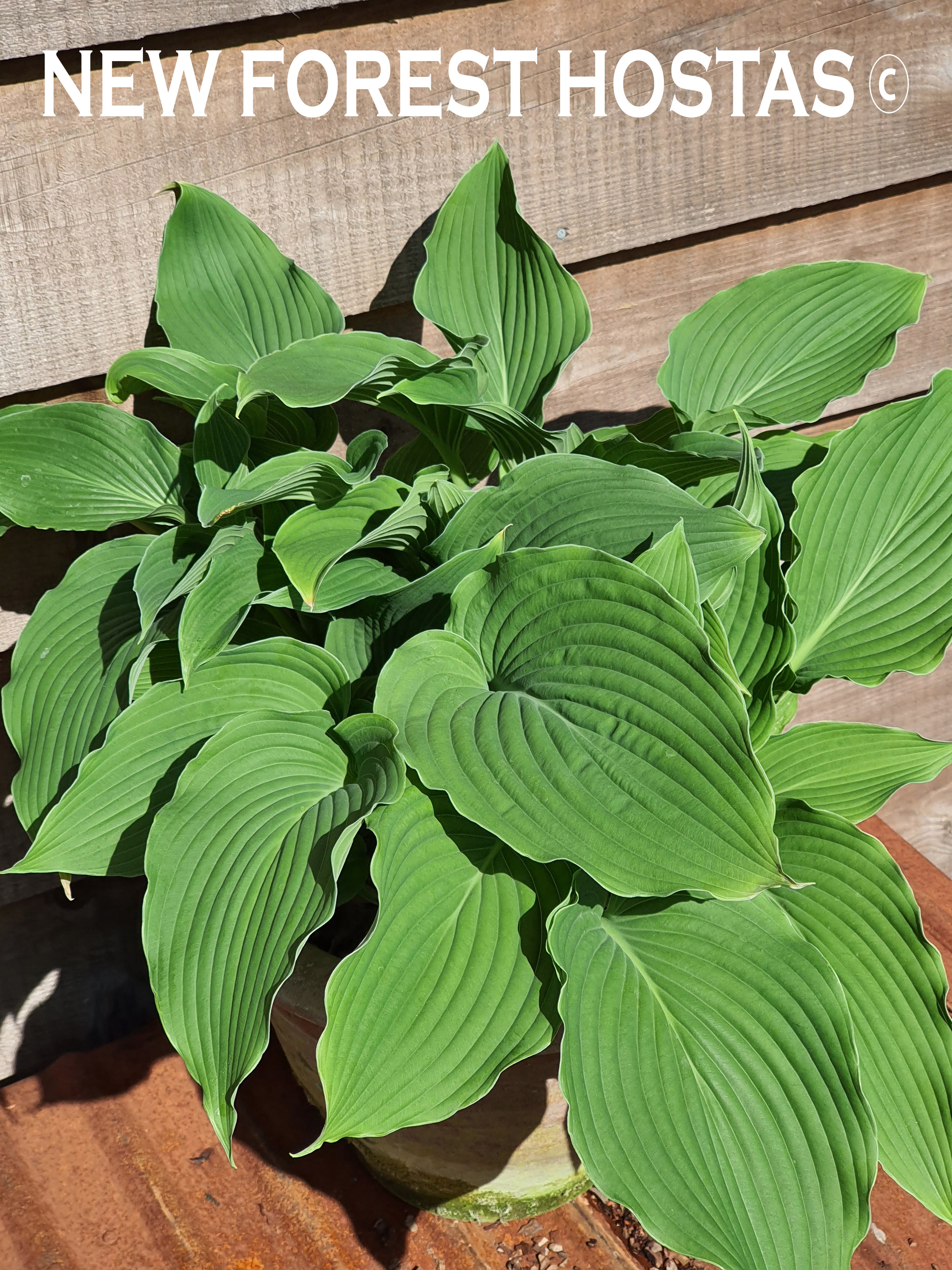 Hosta 'Apple Pie' - New Forest Hostas & Hemerocallis