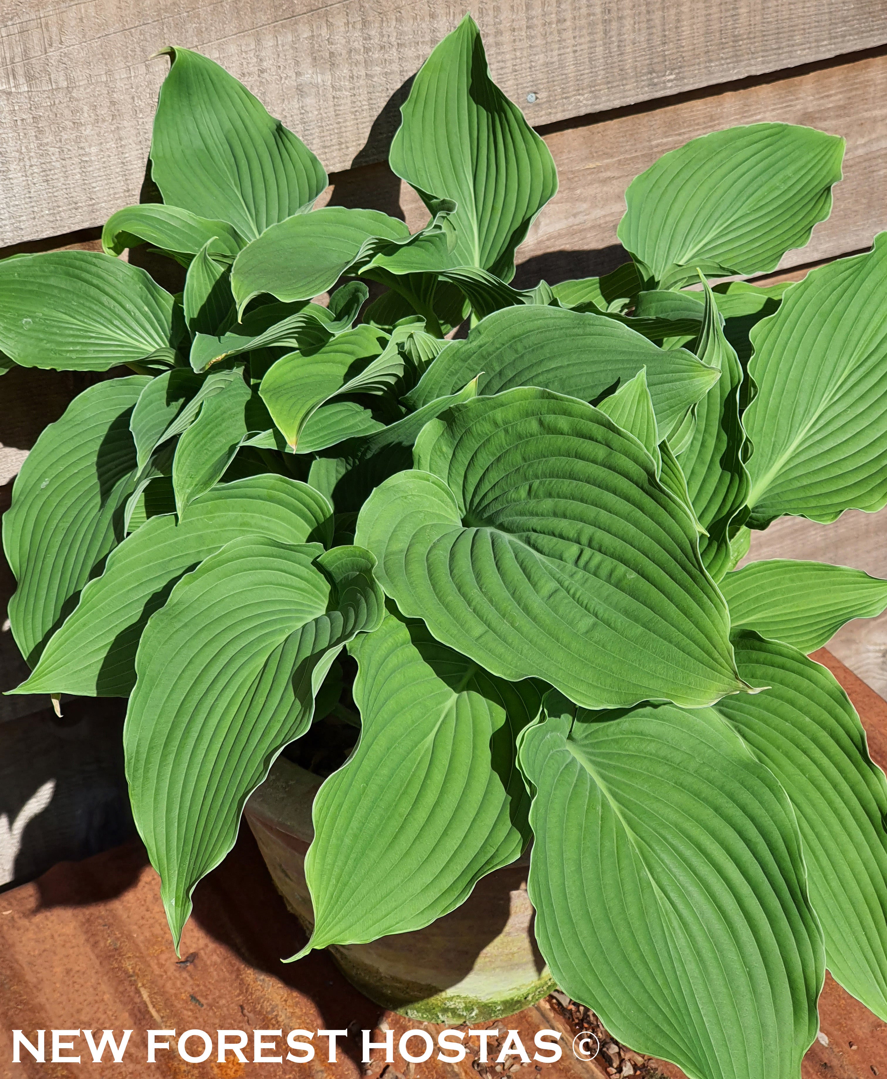 Hosta 'Apple Pie' - New Forest Hostas & Hemerocallis
