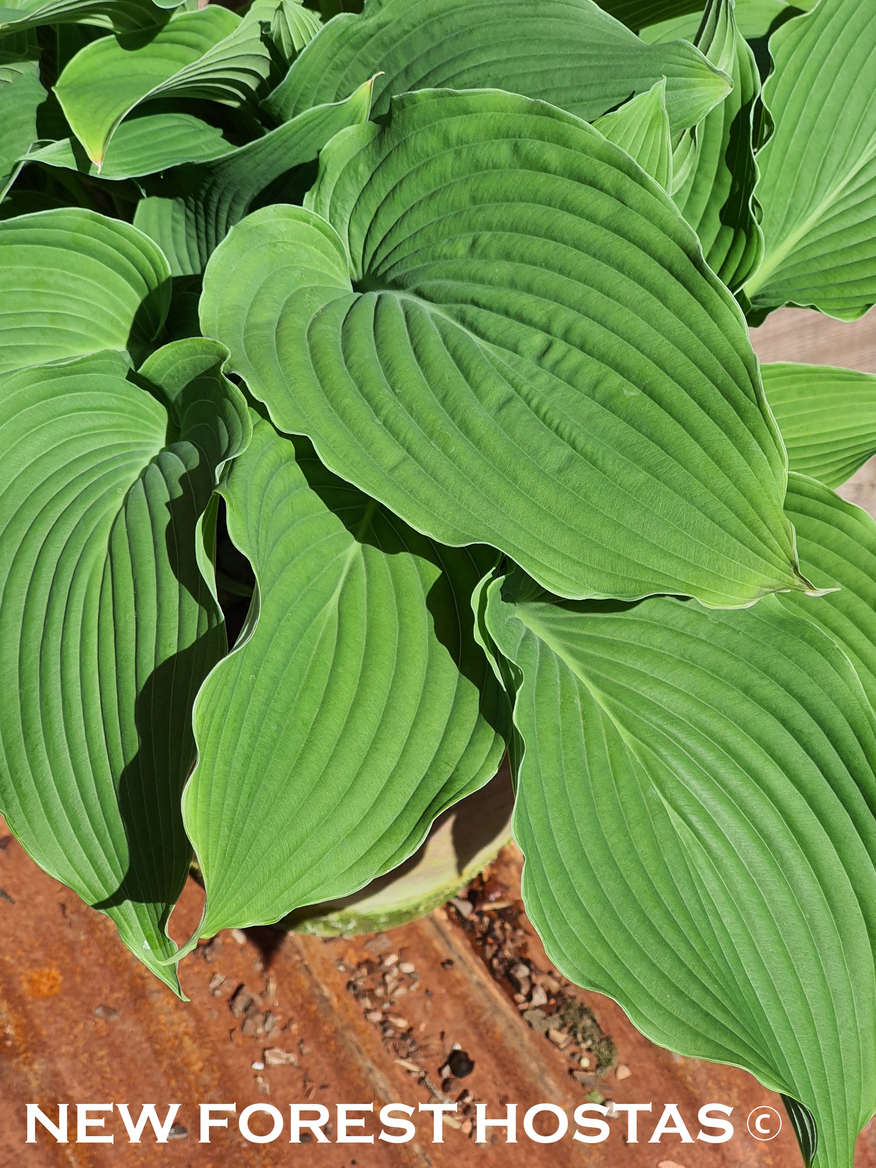 Hosta 'Apple Pie' - New Forest Hostas & Hemerocallis
