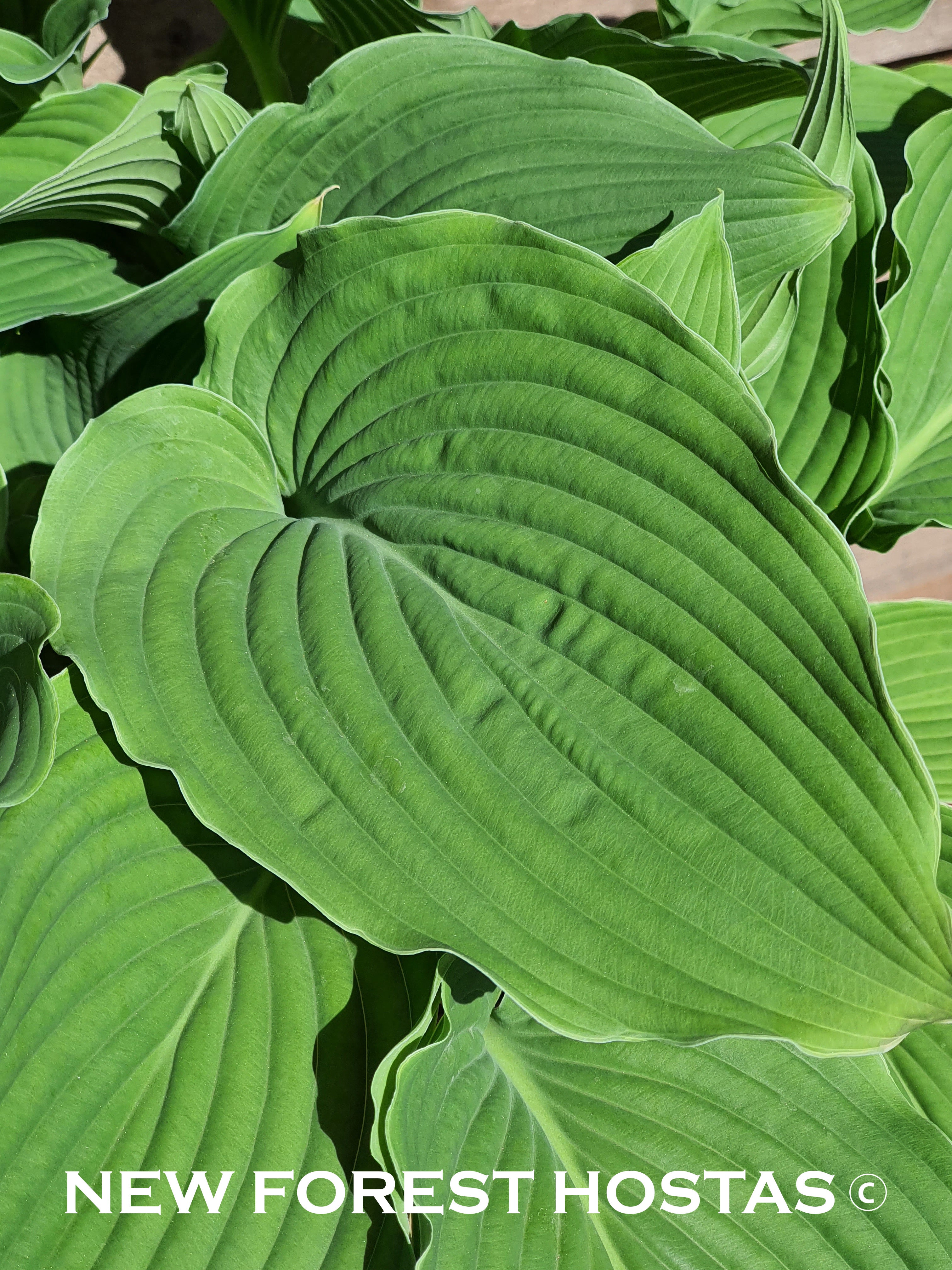 Hosta 'Apple Pie' - New Forest Hostas & Hemerocallis