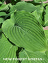 Hosta 'Apple Pie' - New Forest Hostas & Hemerocallis