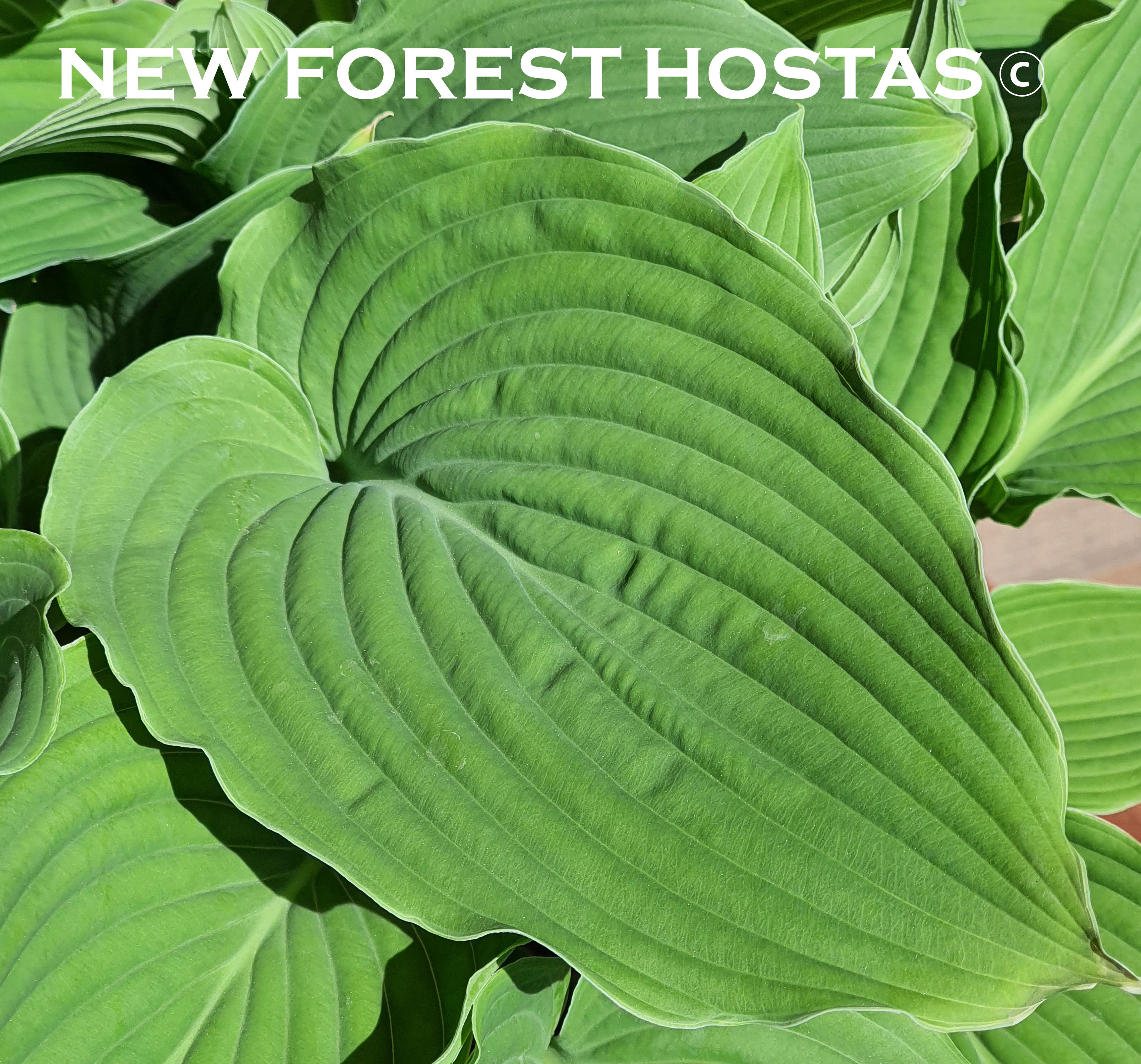 Hosta 'Apple Pie' - New Forest Hostas & Hemerocallis