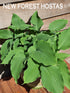 Hosta 'Apple Pie' - New Forest Hostas & Hemerocallis