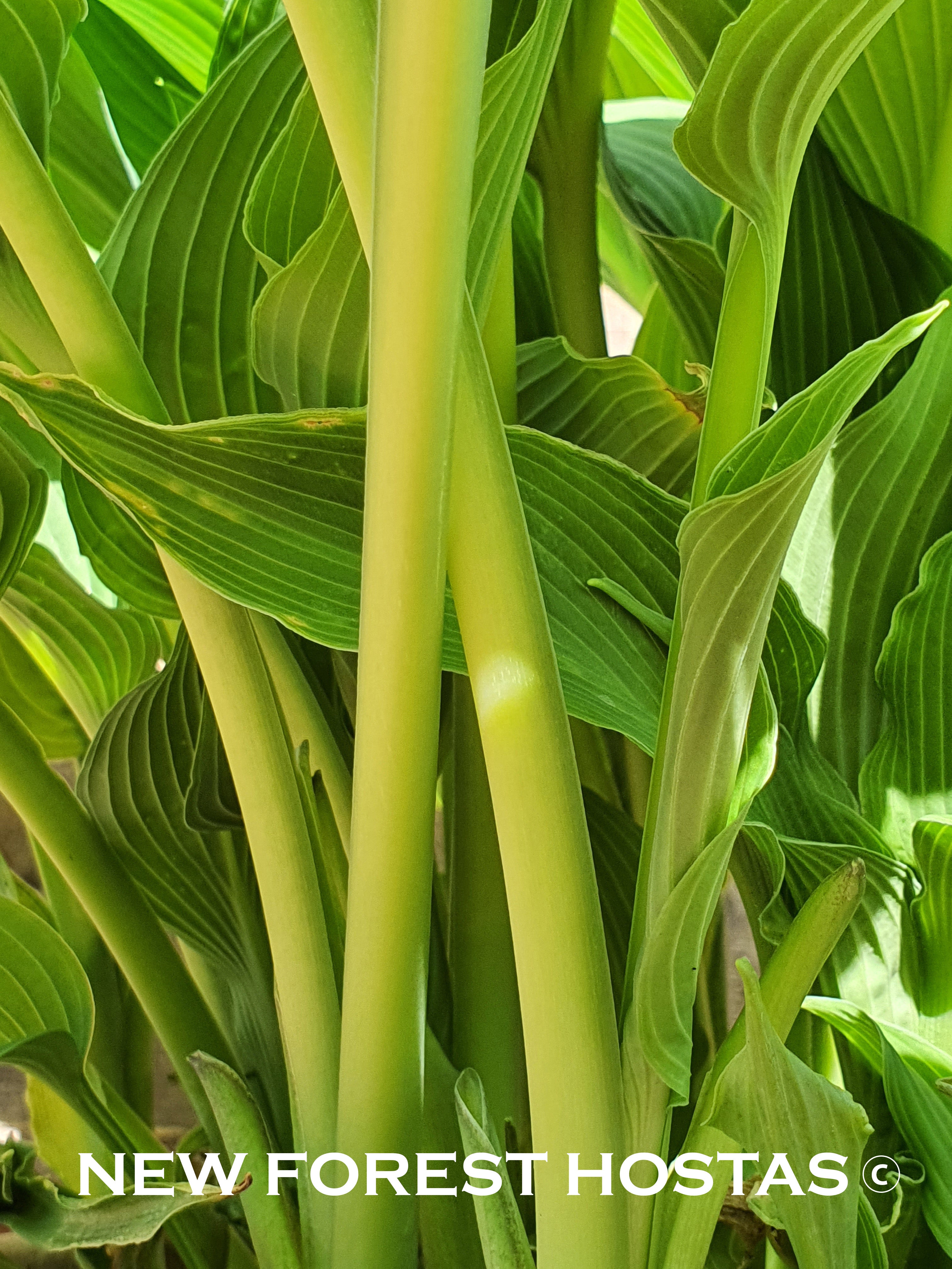 Hosta 'Apple Pie' - New Forest Hostas & Hemerocallis