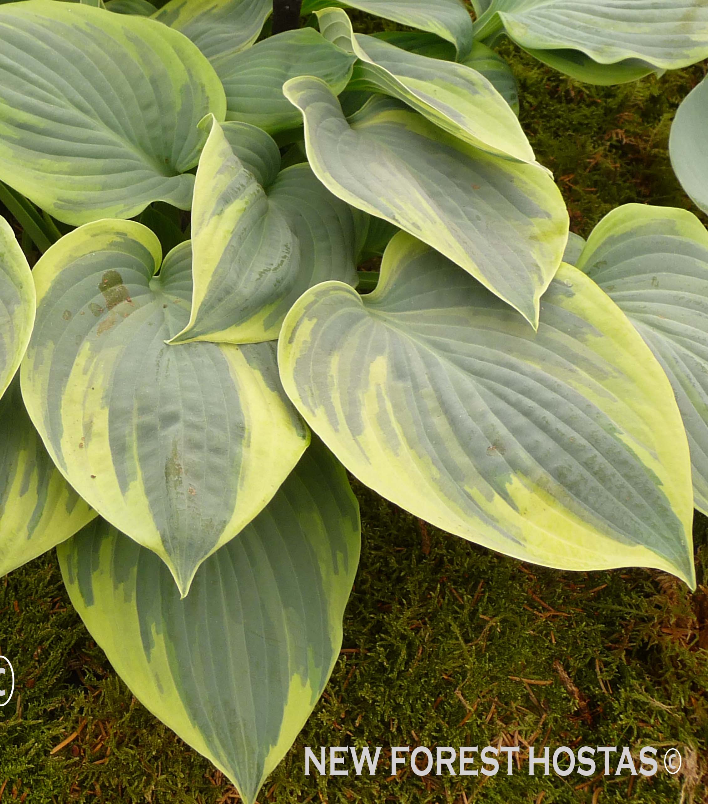 Hosta 'Aristocrat' - New Forest Hostas & Hemerocallis