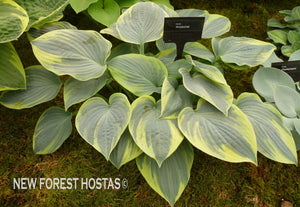 Hosta 'Aristocrat' - New Forest Hostas & Hemerocallis