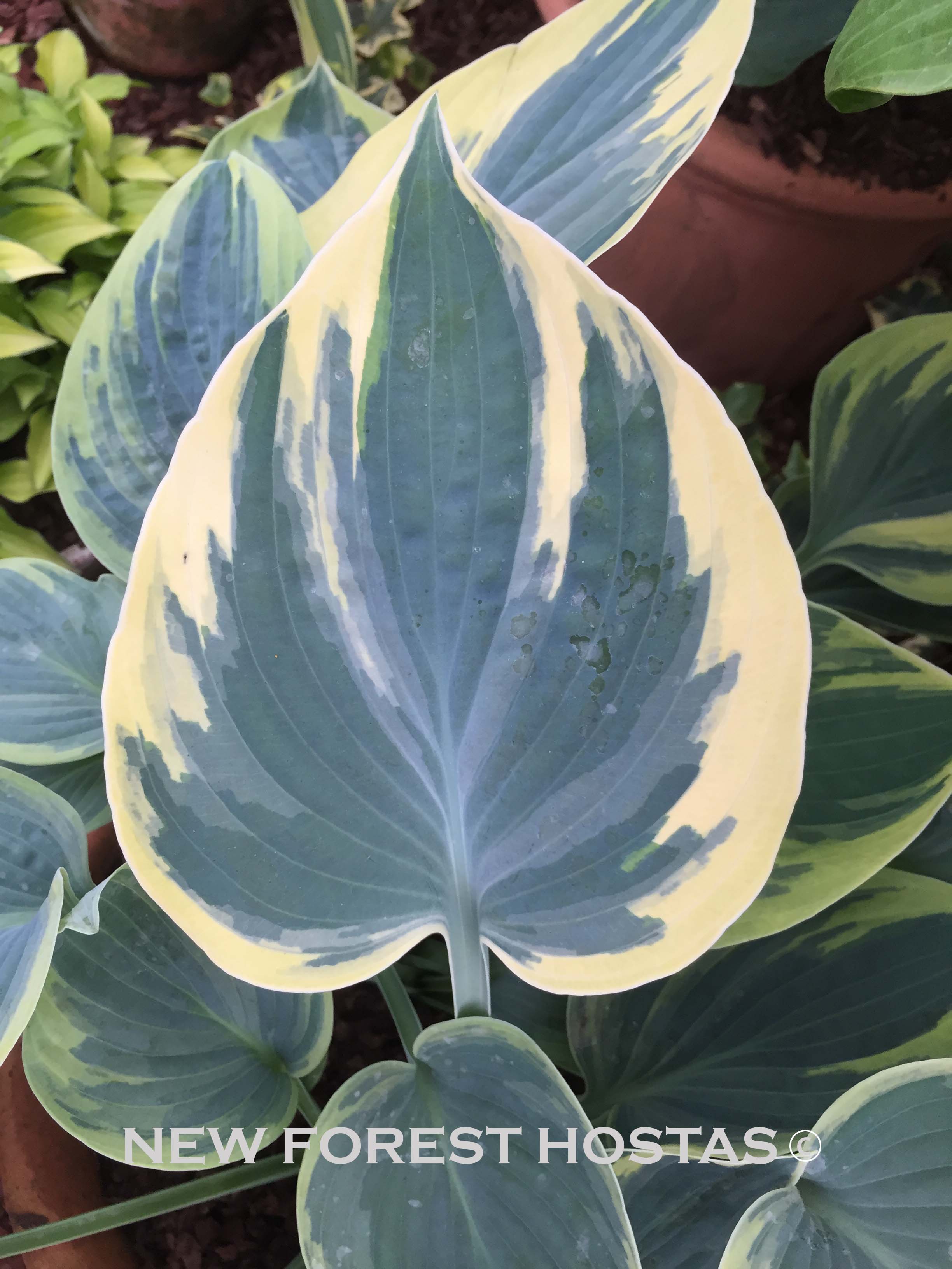 Hosta 'Aristocrat' - New Forest Hostas & Hemerocallis