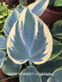 Hosta 'Aristocrat' - New Forest Hostas & Hemerocallis