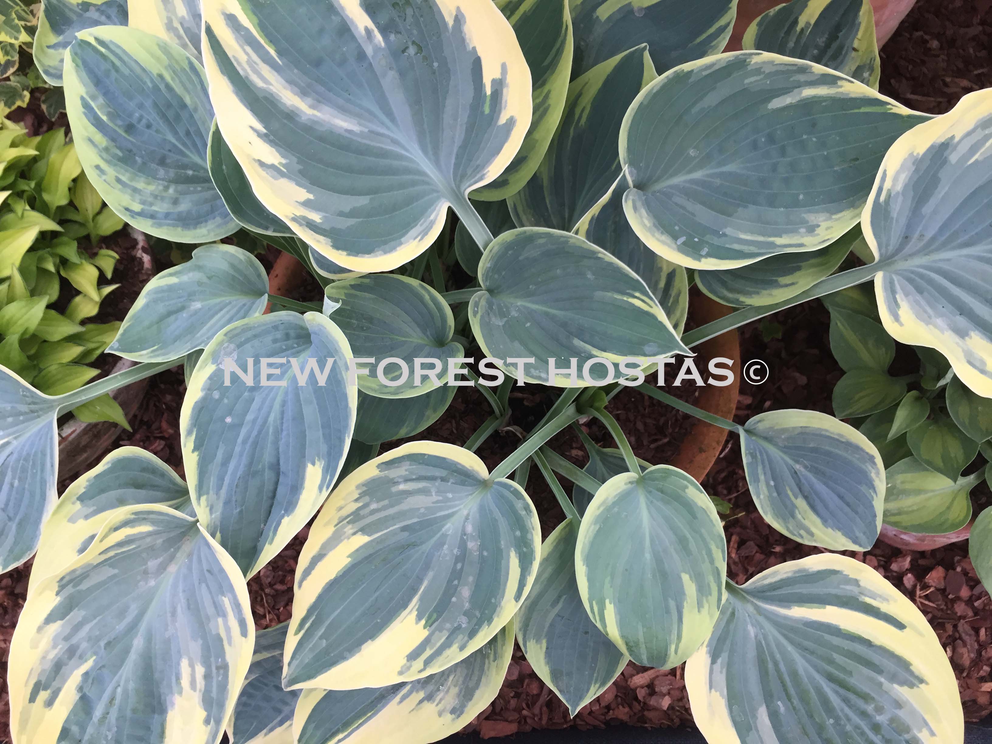 Hosta 'Aristocrat' - New Forest Hostas & Hemerocallis