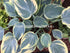 Hosta 'Aristocrat' - New Forest Hostas & Hemerocallis