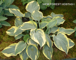 Hosta 'Aristocrat' - New Forest Hostas & Hemerocallis