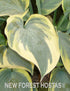 Hosta 'Aristocrat' - New Forest Hostas & Hemerocallis