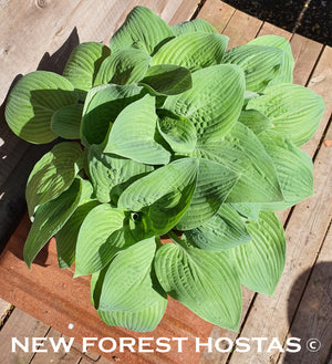 Hosta 'Aspen Gold' - New Forest Hostas & Hemerocallis