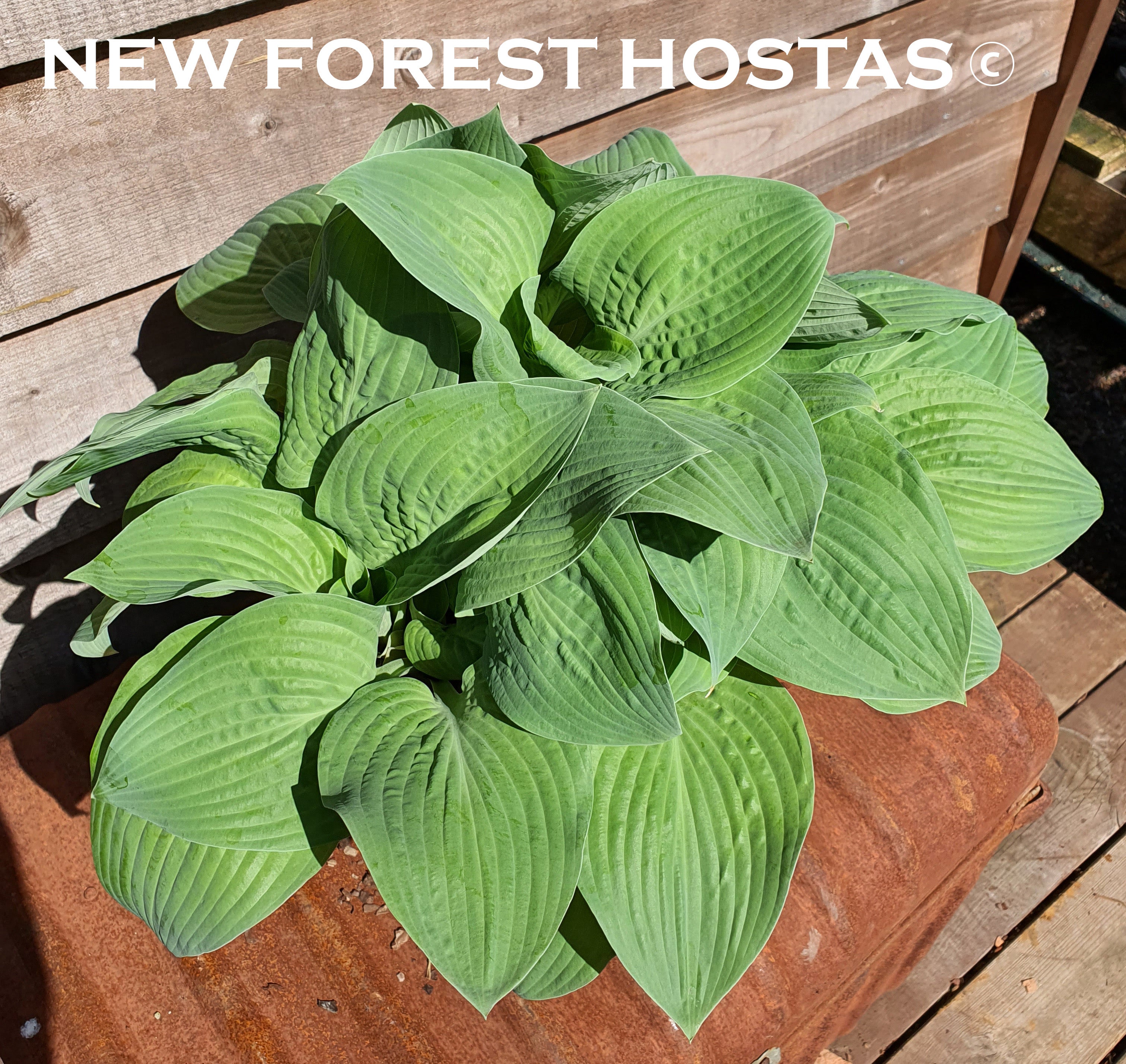 Hosta 'Aspen Gold' - New Forest Hostas & Hemerocallis