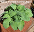 Hosta 'Aspen Gold' - New Forest Hostas & Hemerocallis