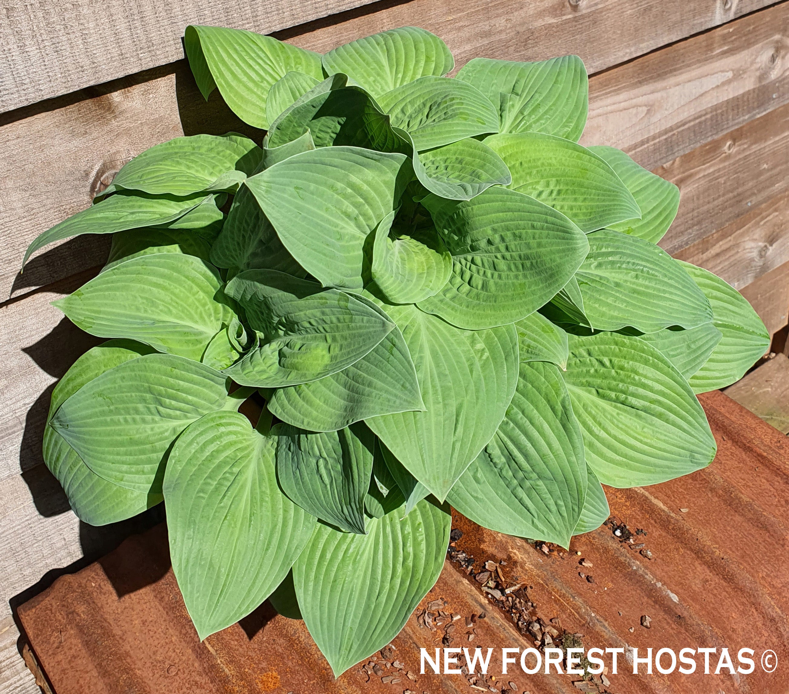 Hosta 'Aspen Gold' - New Forest Hostas & Hemerocallis