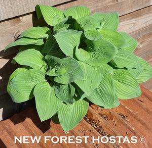 Hosta 'Aspen Gold' - New Forest Hostas & Hemerocallis