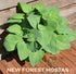 Hosta 'Aspen Gold' - New Forest Hostas & Hemerocallis