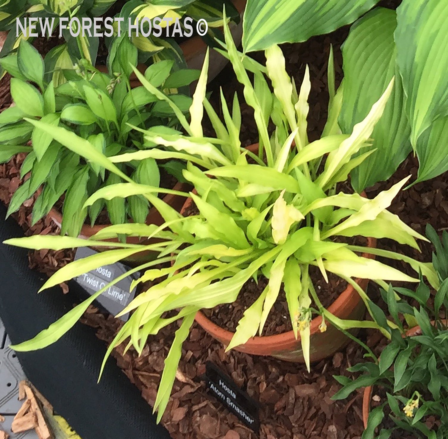 Hosta 'Atom Smasher' - New Forest Hostas & Hemerocallis