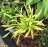 Hosta 'Atom Smasher' - New Forest Hostas & Hemerocallis