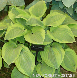 Hosta 'August Beauty' - New Forest Hostas & Hemerocallis