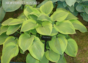 Hosta 'August Beauty' - New Forest Hostas & Hemerocallis