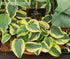Hosta 'Autumn Frost' - New Forest Hostas & Hemerocallis