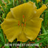 Hemerocallis 'Ava Michelle' - New Forest Hostas & Hemerocallis
