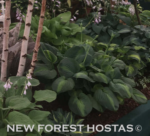 Hosta 'Avocado' - New Forest Hostas & Hemerocallis