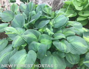 Hosta 'Avocado' - New Forest Hostas & Hemerocallis