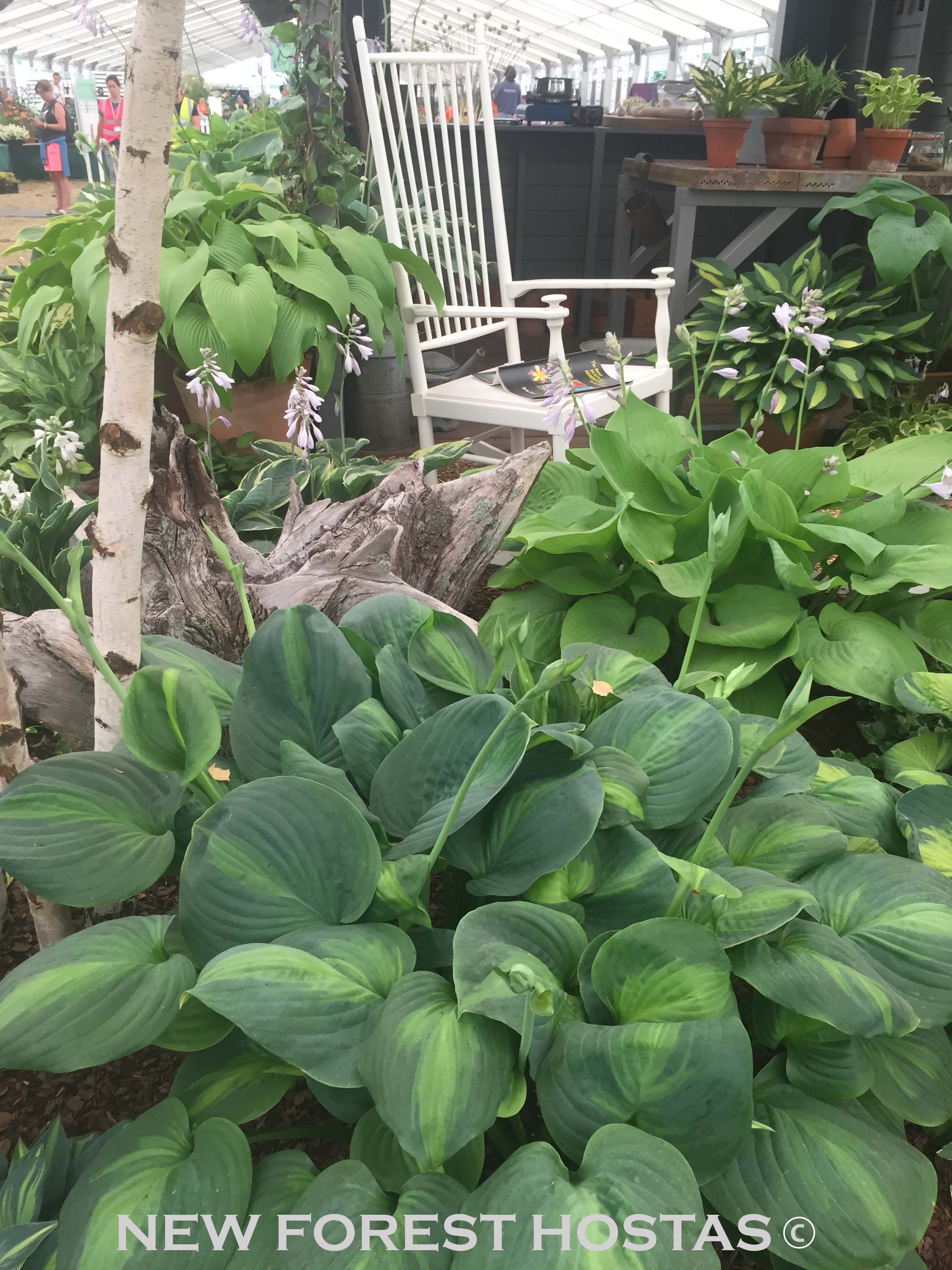 Hosta 'Avocado' - New Forest Hostas & Hemerocallis