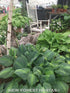 Hosta 'Avocado' - New Forest Hostas & Hemerocallis