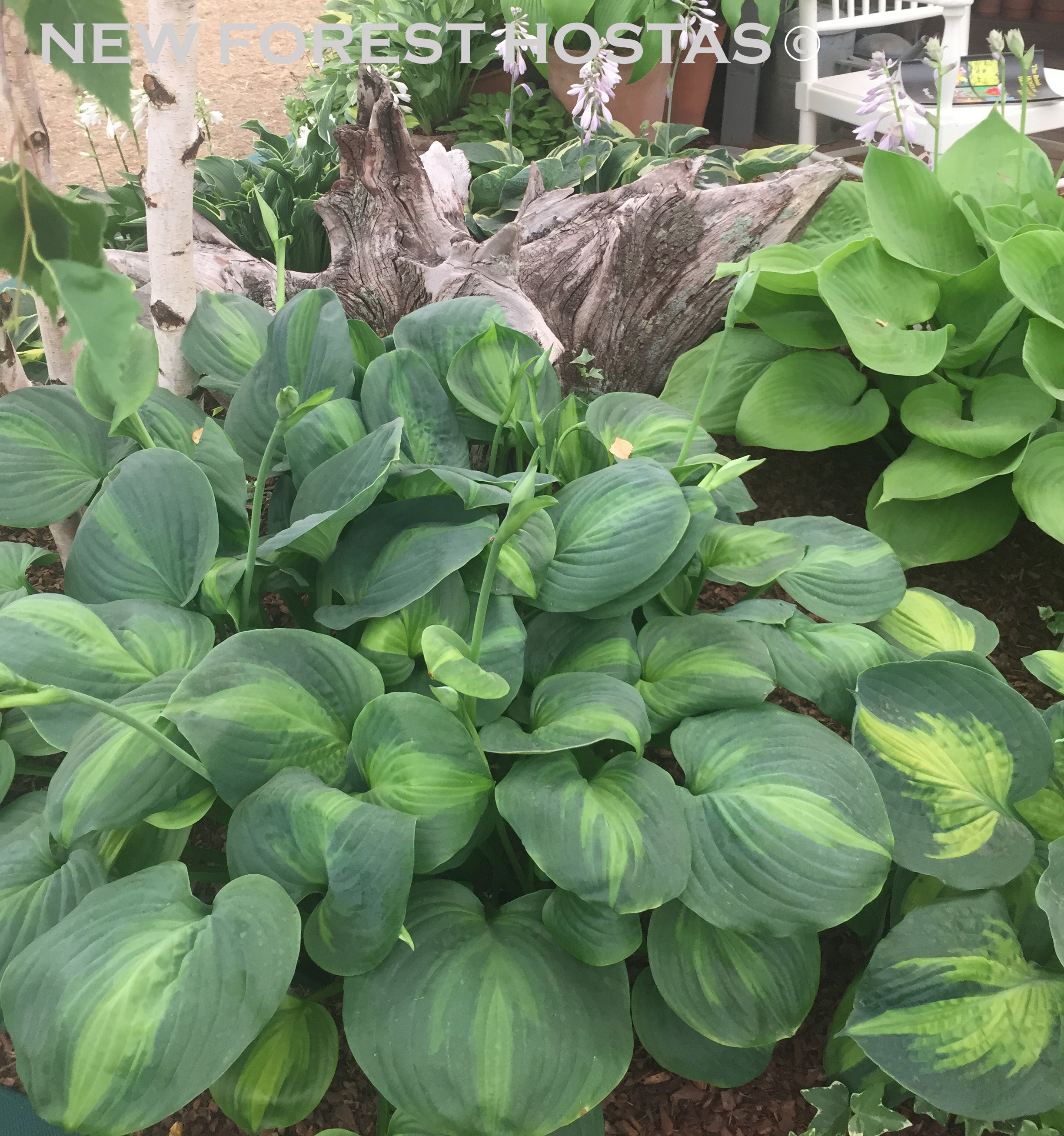 Hosta 'Avocado' - New Forest Hostas & Hemerocallis