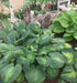 Hosta 'Avocado' - New Forest Hostas & Hemerocallis