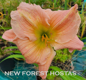 Hemerocallis 'Barbara Mitchell' - New Forest Hostas & Hemerocallis