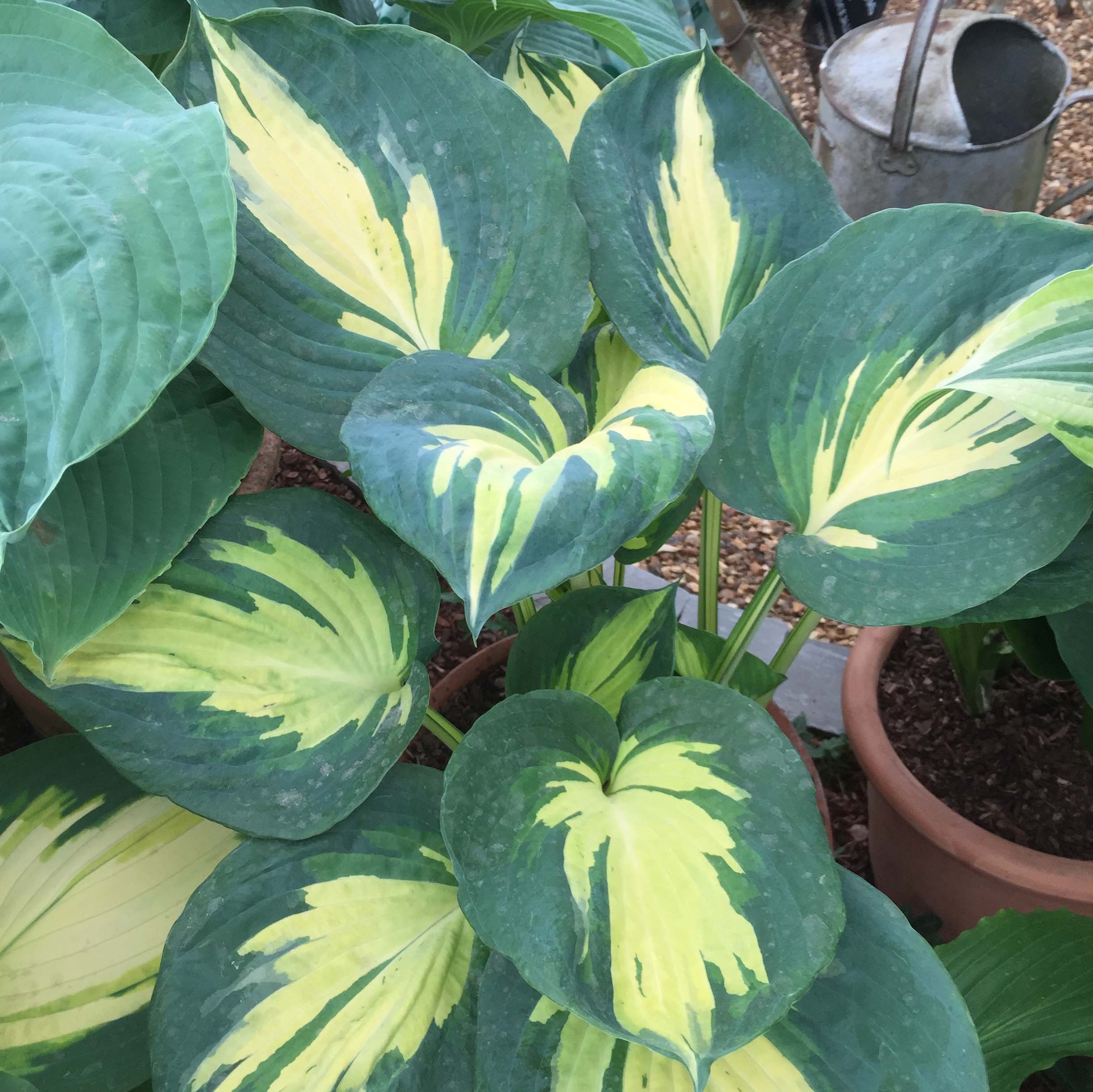 Hosta 'Beach Boy' - New Forest Hostas & Hemerocallis