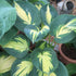 Hosta 'Beach Boy' - New Forest Hostas & Hemerocallis