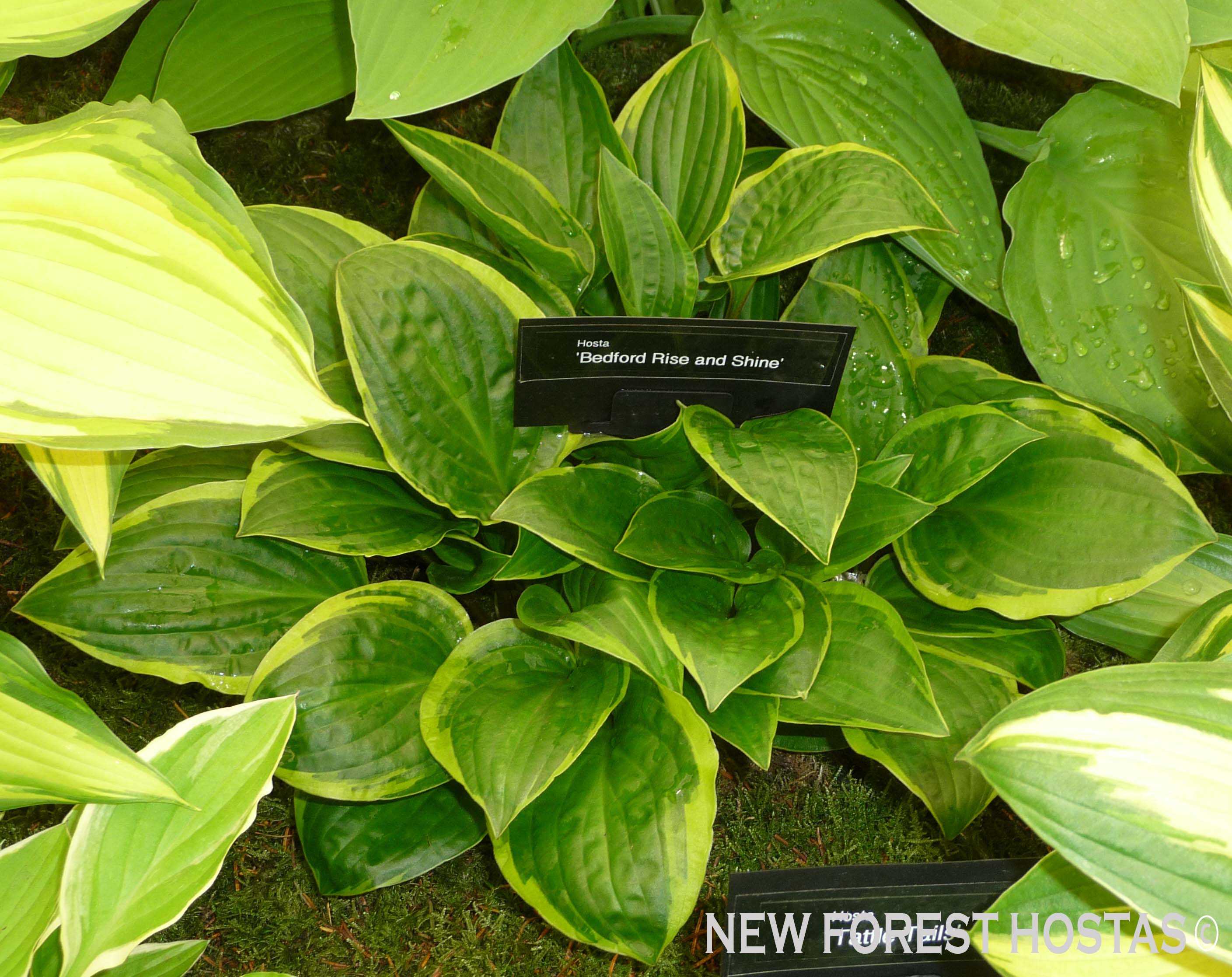 Hosta 'Bedford Rise and Shine' - New Forest Hostas & Hemerocallis