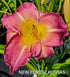 Hemerocallis 'Benchmark' - New Forest Hostas & Hemerocallis