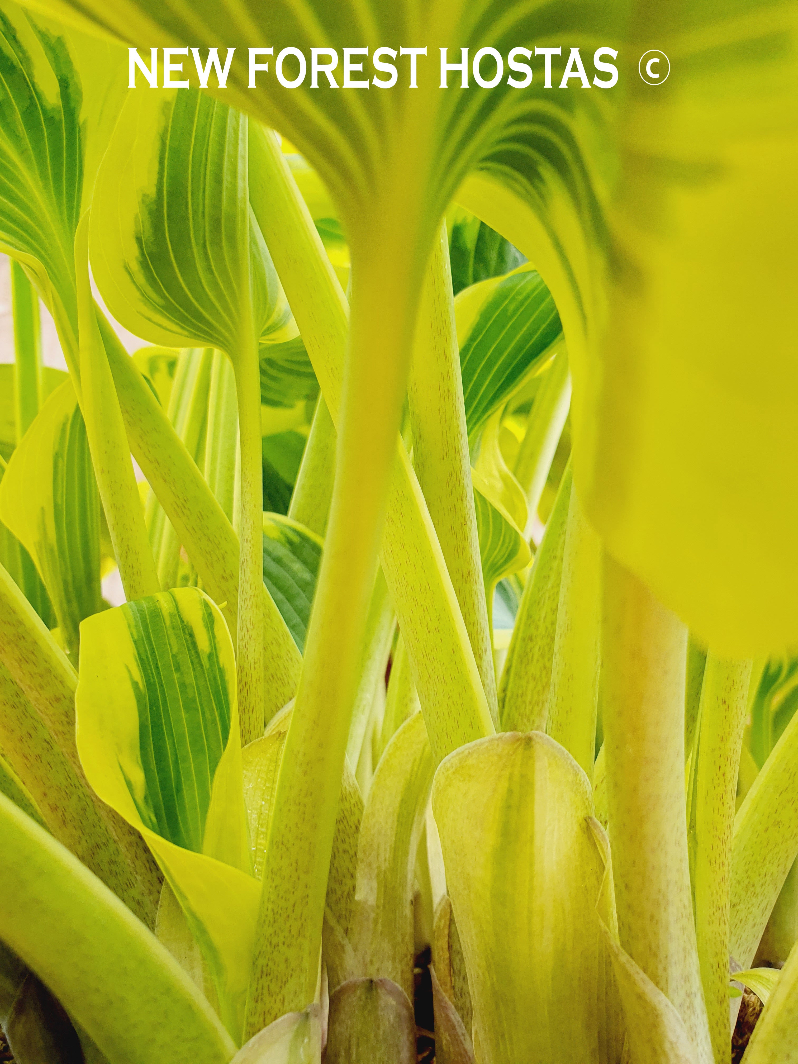 Hosta 'Ben Vernooij' - New Forest Hostas & Hemerocallis